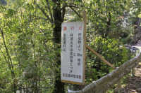 馬路林道