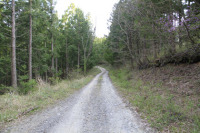 父野川林道
