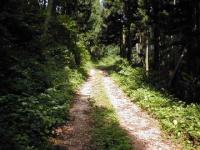 藤ヶ成林道