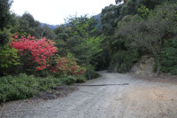 玖木山林道