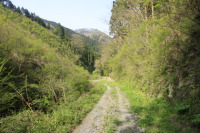 東川支線林道