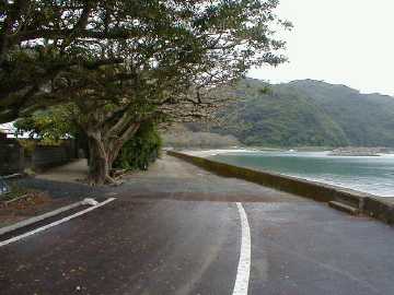 加計呂麻島のひさご並木