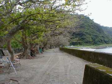 加計呂麻島のひさご並木