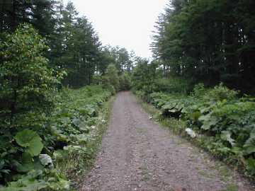 泉川林道