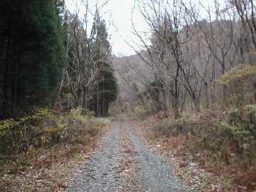 折松林道