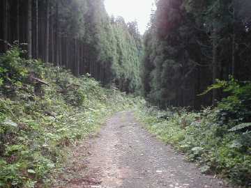 山の神林道