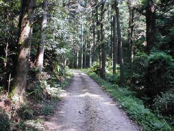 藤ヶ成林道