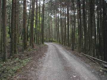 町道大野ヶ原線（父二峰林道）