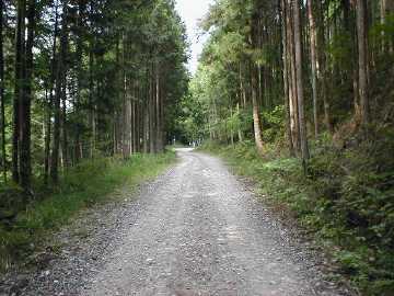町道大野ヶ原線（父二峰林道）