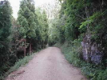 笹峠分城林道