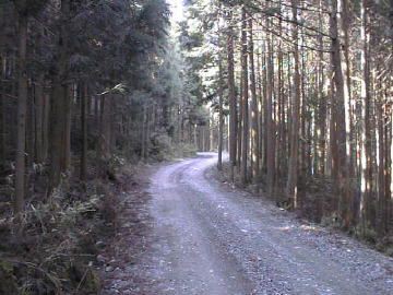 父野川林道