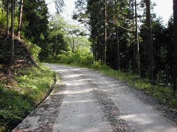 父野川林道