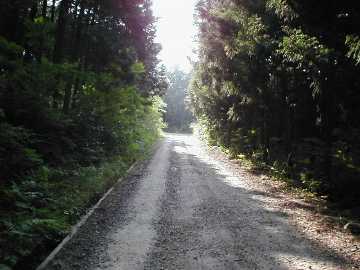 父野川林道