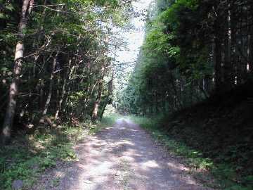父野川林道