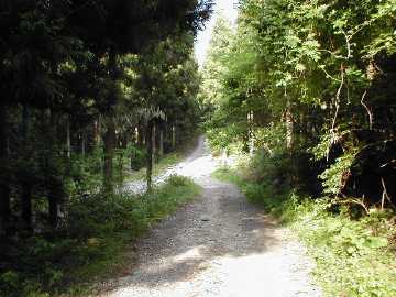 父野川林道
