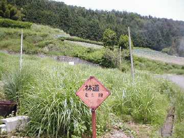 竜王林道