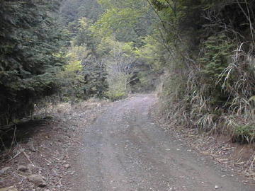 張川林道