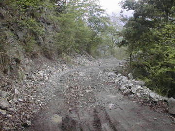 張川林道