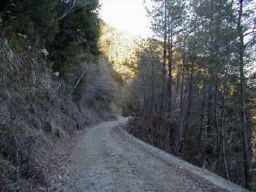 張川林道