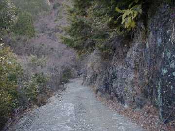 張川林道