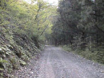 東川千本谷林道