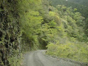 東川千本谷林道