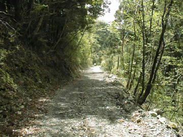 東川千本谷林道