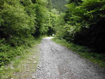 楮左古小檜曽林道
