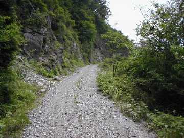 楮左古小檜曽林道