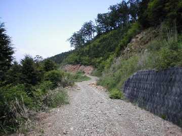 楮左古小檜曽林道