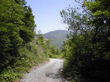 楮左古小檜曽林道