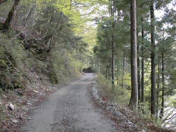 長沢林道
