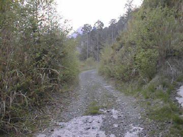長沢林道