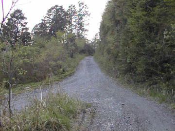 長沢林道