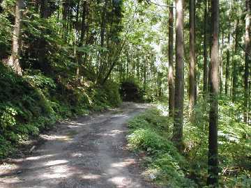 長沢林道