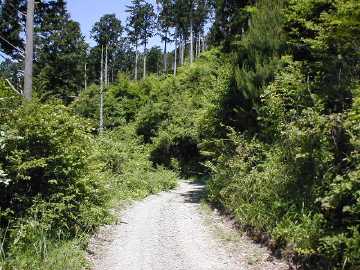 長沢林道