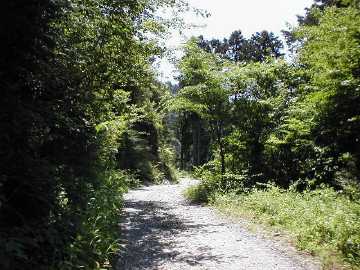 長沢林道