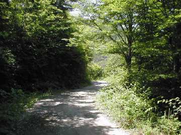 長沢林道