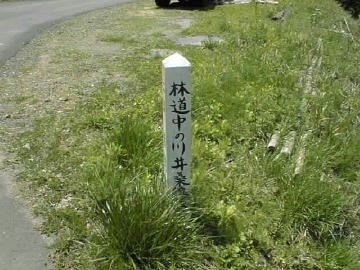 中の川井桑林道