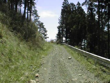 中の川井桑林道