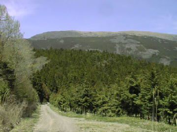 中の川井桑林道