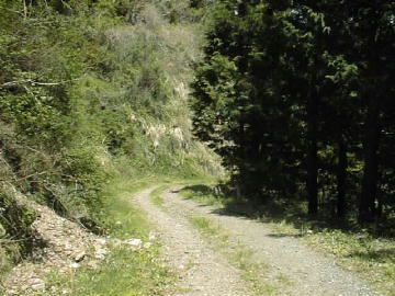 中の川井桑林道