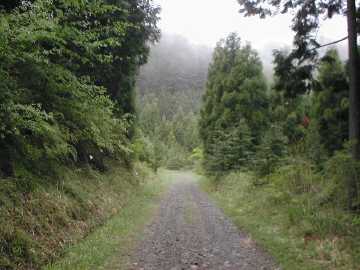 中の川井桑林道