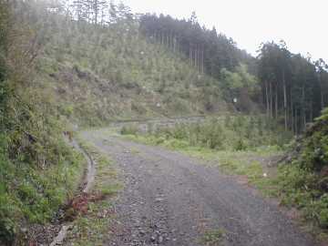 中の川井桑林道