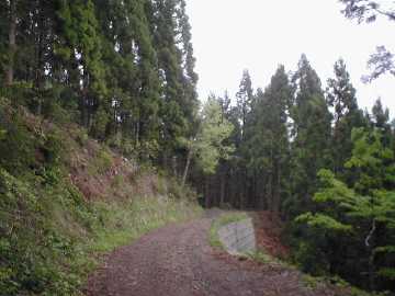 中の川井桑林道