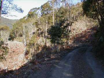 野川須川林道