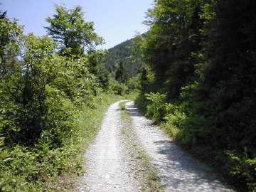 奥大野越・東谷大森川林道