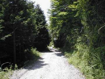 奥大野越・東谷大森川林道