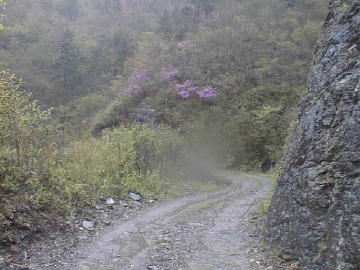 竜王林道