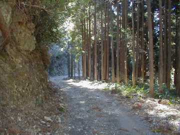 清水東津野林道